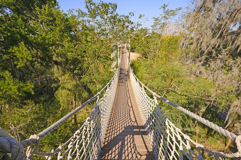 A rope bridge in a subtropical forest in the Santa Ana Wildlife Refuge near McAllen, Texas