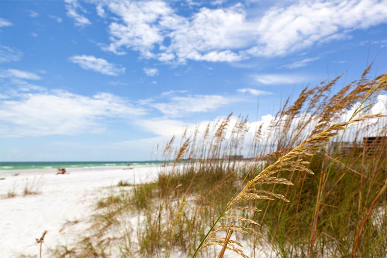 Siesta Key Beach grasses on the gulf coast of Sarasota, Florida
