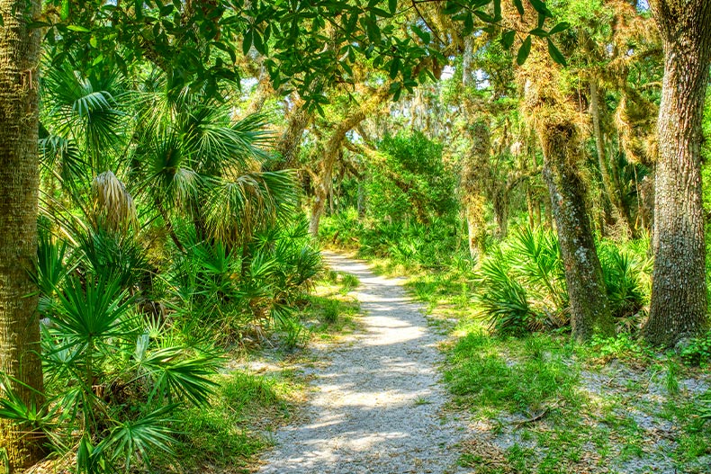 A palm tree-lined walking path in Sarasota, Florida