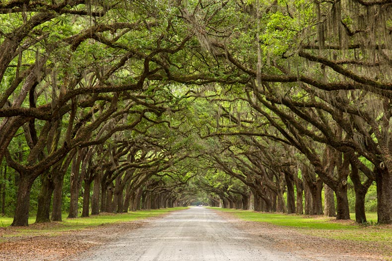 A long path lined with ancient live oak trees draped in Spanish moss near Savannah, Georgia