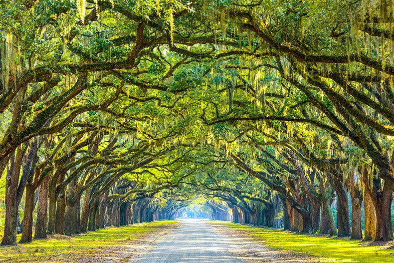 Why You Should Retire in Savannah, GA | 55places