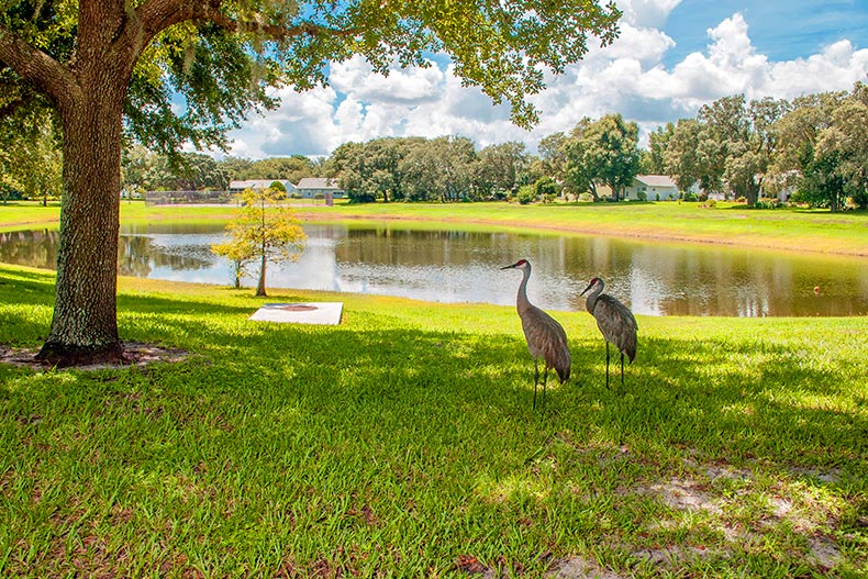 View of two whooping cranes standing near a pond on a sunny day in Scottish Highlands, located in Leesburg, Florida