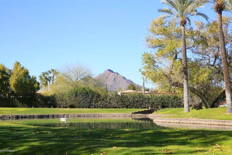Palm trees beside a pond on the grounds of Scottsdale Shadows in Scottsdale, Arizona