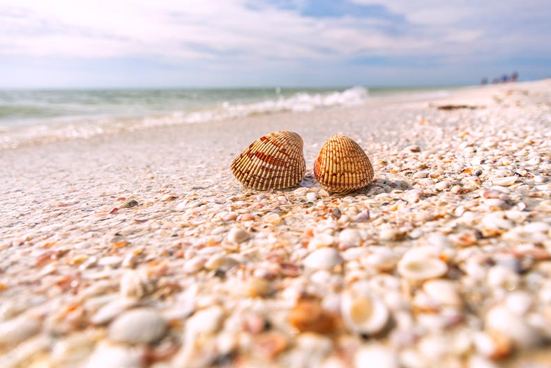Two seashells on a beach on Sanibel Island in Florida