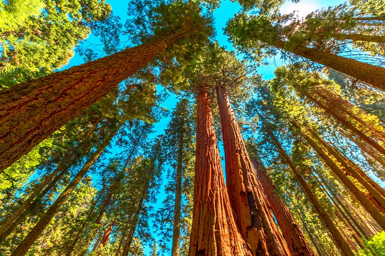 Worms-eye view of sequoia tress in Sequoia National Park