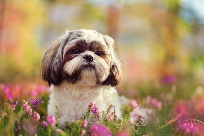 A Shih Tzu sitting in a field of pink flowers