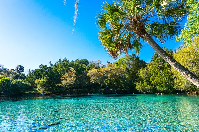 Trees surrounding picturesque blue water at Silver Glen Springs Recreation Area near Ocala, Florida