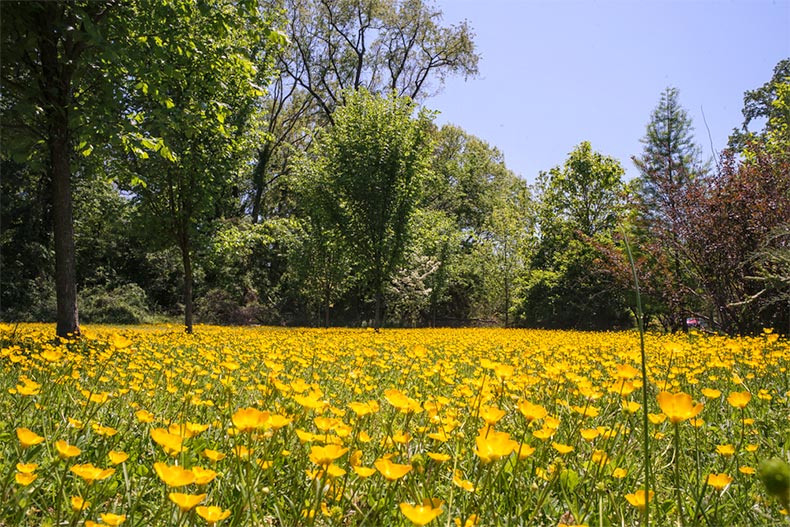 A field of yellow flower in Silver Spring, Maryland