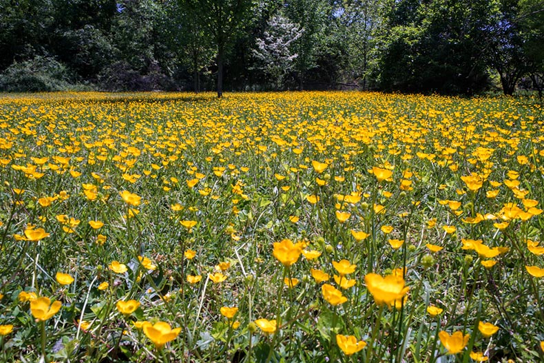 A field of yellow flowers in Silver Spring, Maryland