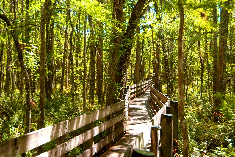 A wooden pathway leading into the Six Mile Cypress Slough Preserve in Fort Myers, Florida