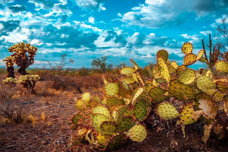 Photo of cacti in the Sonoran Preserve in Scottsdale, Arizona