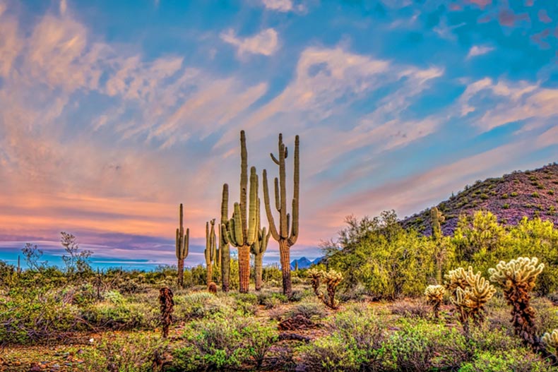 Sunrise view of saguaros in the Arizona desert