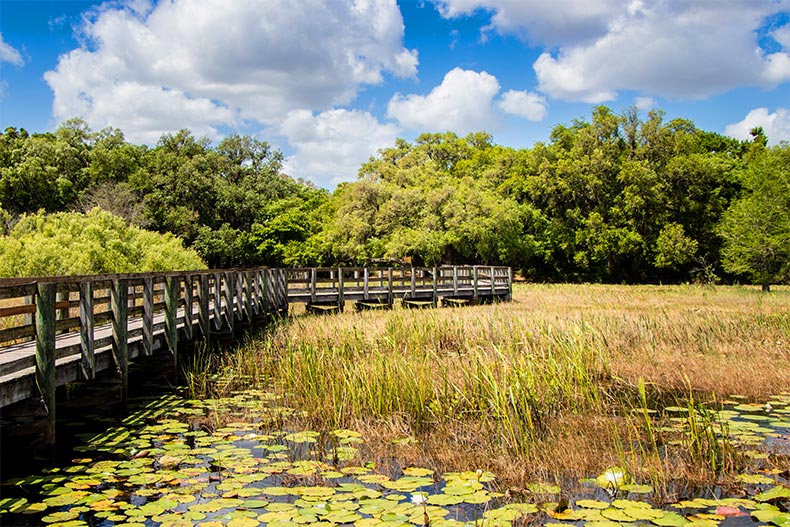 A wooden boardwalk at Crews Lake Wilderness Park in Spring Hill, Florida