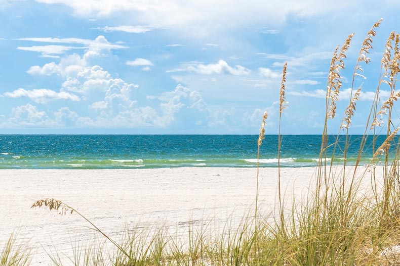 Grass along the sand on St. Petersburg beach in Florida