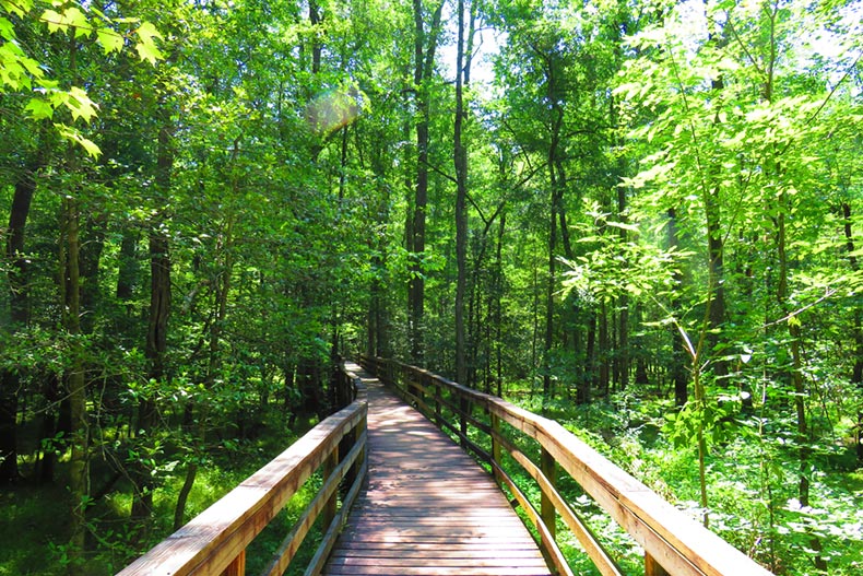 A boardwalk through the forest in Congaree National Park in South Carolina