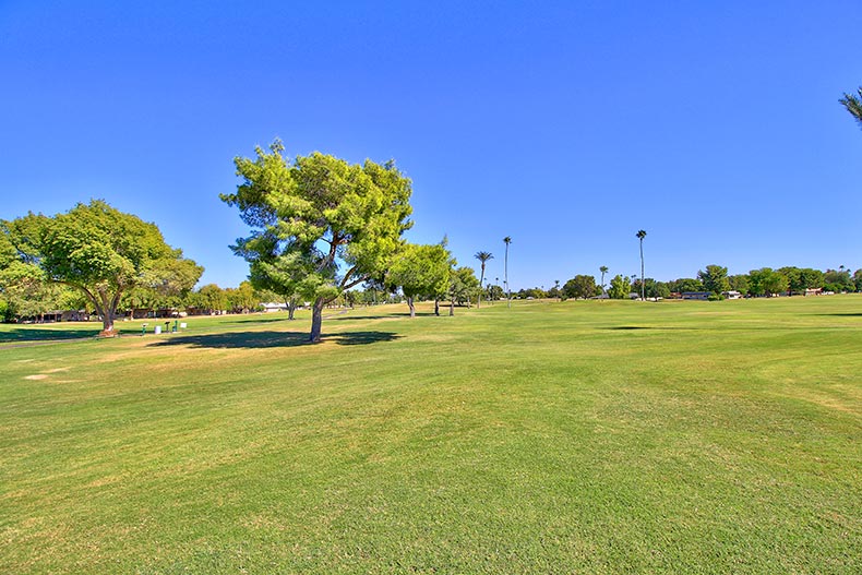 Trees dotting the golf course at Sun City in Sun City, Arizona