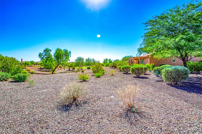 Greenery on the grounds of Sun City Festival in Buckeye, Arizona