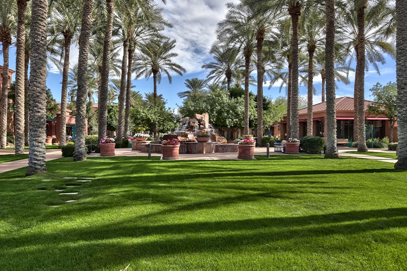 View of the Adobe Center plaza with a grassy area in the foreground and palm trees on either side.