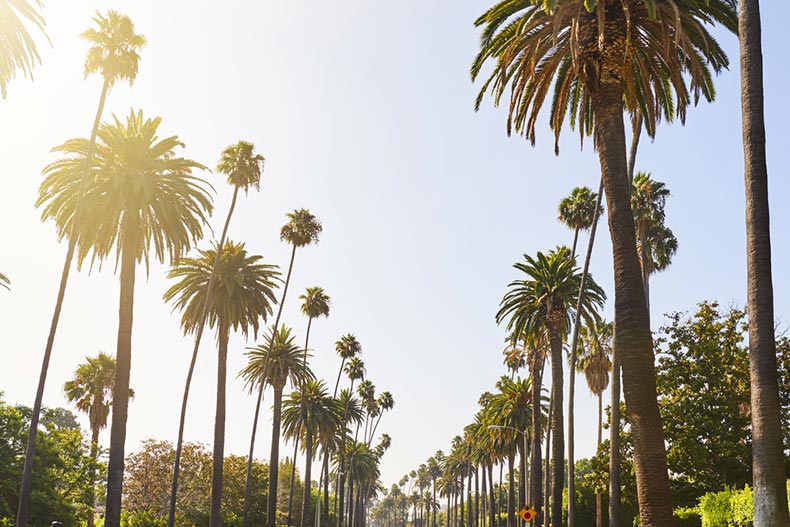 Palm trees lining a residential street on a sunny day in Los Angeles, California