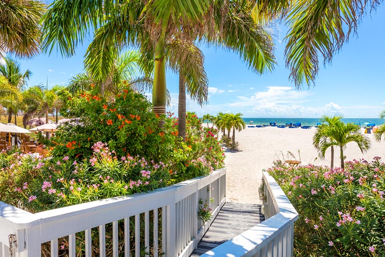A boardwalk surrounded by greenery and palm trees on a beach in St. Petersburg, Florida