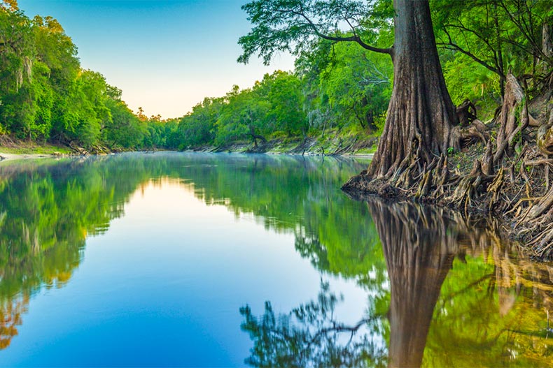 Greenery along the the Suwannee River in Florida