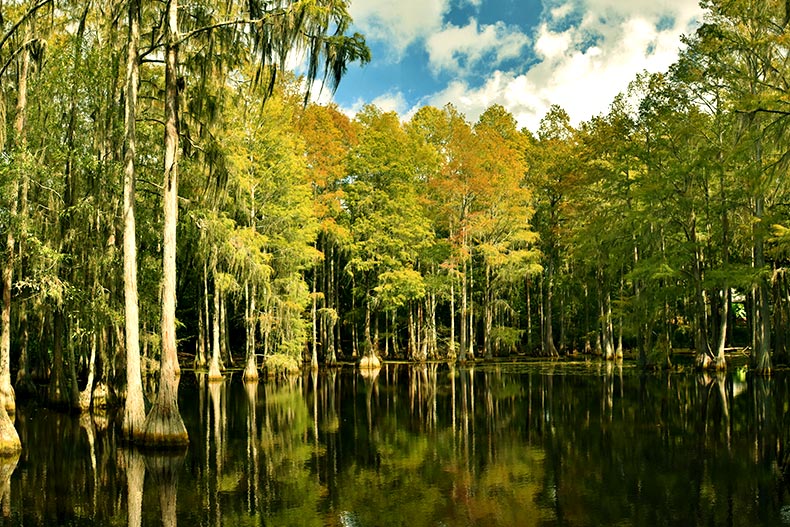 A cypress swamp near Tallahassee, Florida