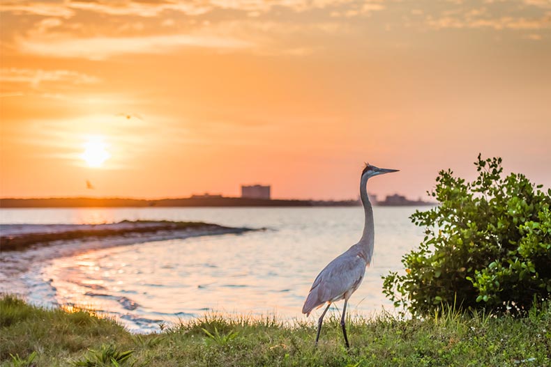 A Great Blue Heron on the beach as the sun rises over Tampa Bay