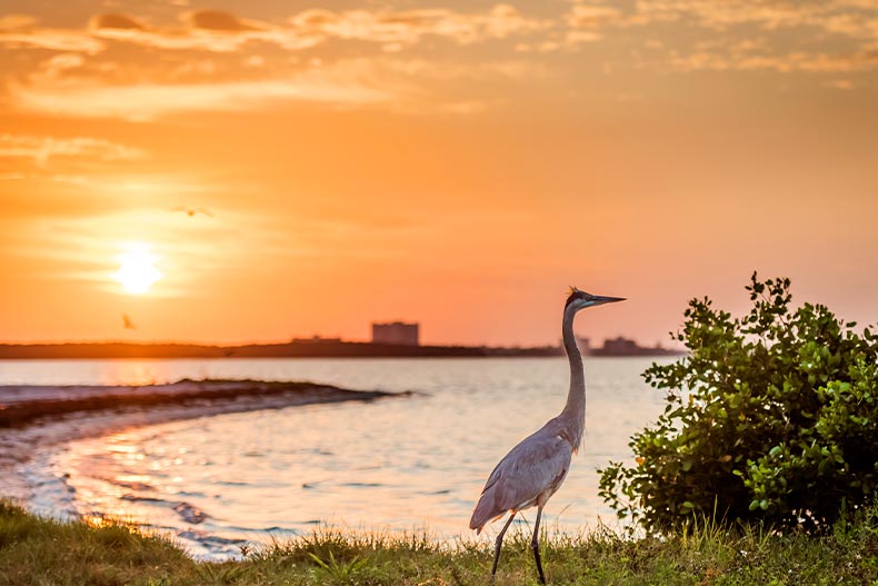 A blue heron standing near a bush overlooking Tampa Bay in Florida
