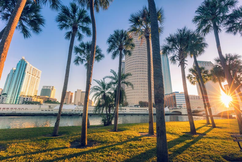 Palm trees in Downtown Tampa, Florida
