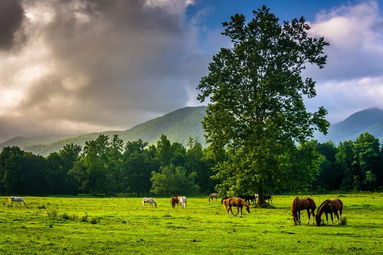 Tree and horses in a field at Great Smoky Mountains National Park in Tennessee