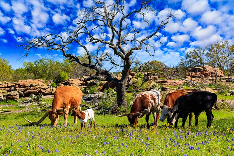 Cattle grazing in a bluebonnet field on a ranch in the Texas Hill Country