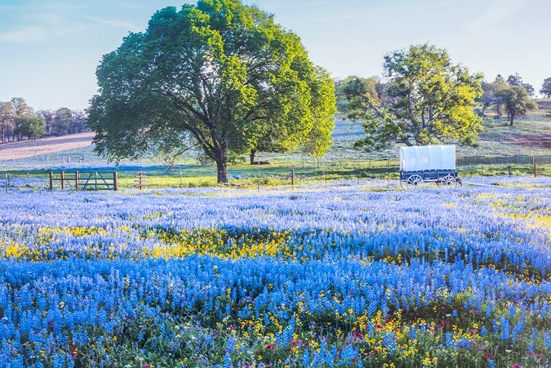 Photo of a covered wagon in a field of trees and purple flowers in Texas Hill Country