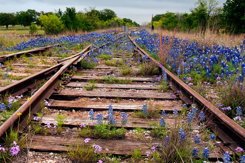 An abandoned railroad overgrown with Texas wildflowers