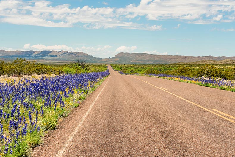 Texas bluebonnets along the roadside near Big Bend National Park in Texas