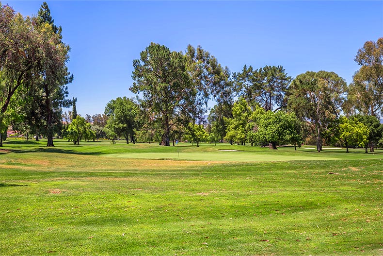 Trees surrounding the golf course at The Villages Golf & Country Club in San Jose, California