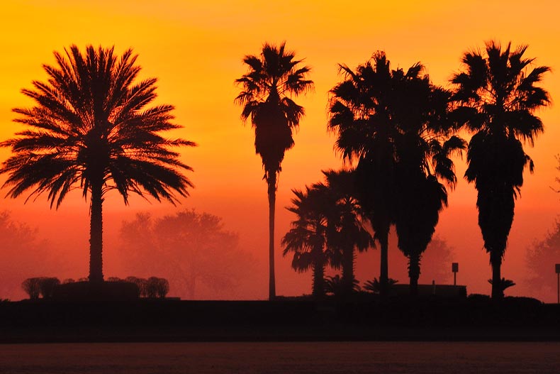 Silhouette of palm trees on a polo field at sunset in The Villages, Florida