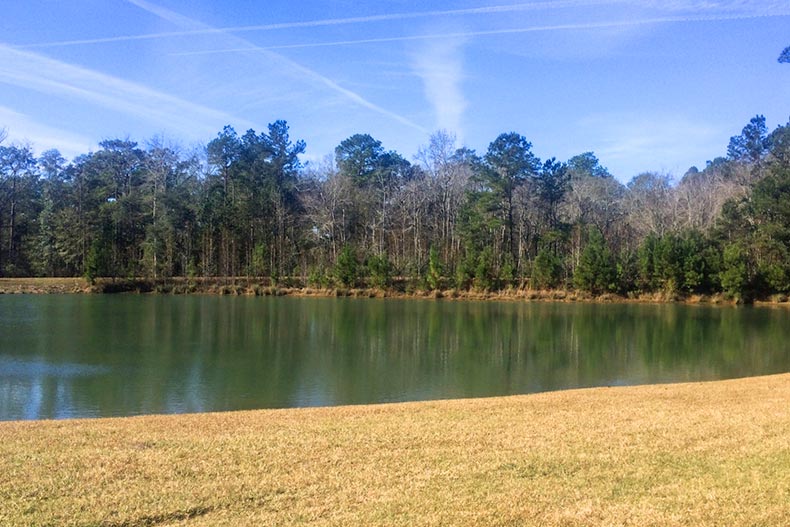 Trees surrounding a peaceful lakeside in Thomasville, Georgia