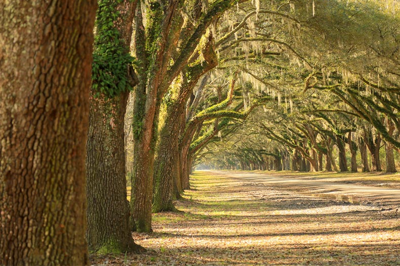 A long line of large oak trees with Spanish moss lining a dirt road on a sunny day in Georgia