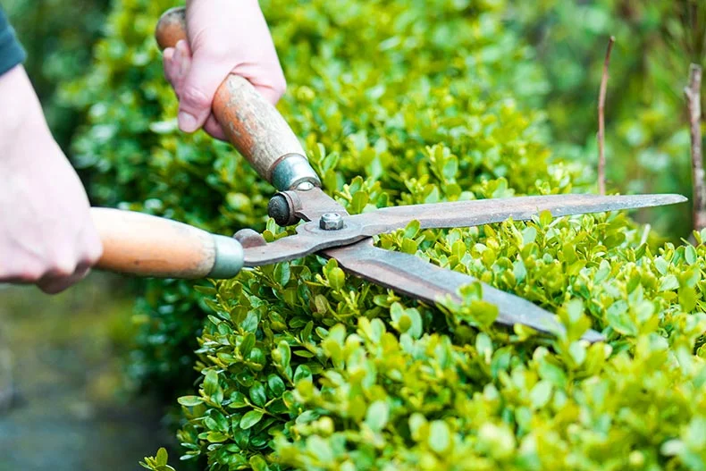 Photo of a person trimming hedges with garden shears