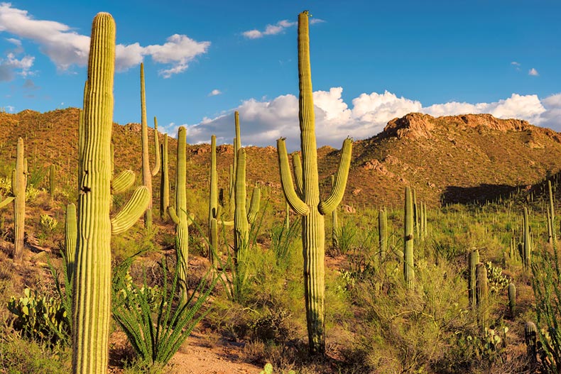 Saguaro Cacti at sunset in Saguaro National Park near Tucson, Arizona