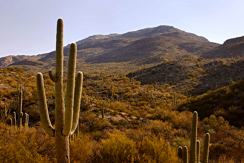 Scenic view of multiple saguaro cacti on the side of a mountain outside Del Webb Rancho del Lago in Vail, Arizona