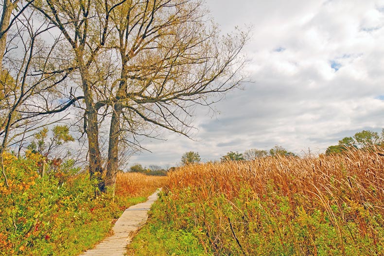 A boardwalk leading into marshland in Volo Bog State Natural Area in Illinois