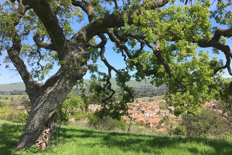 A tree on a hill overlooking houses in Walnut Creek, California