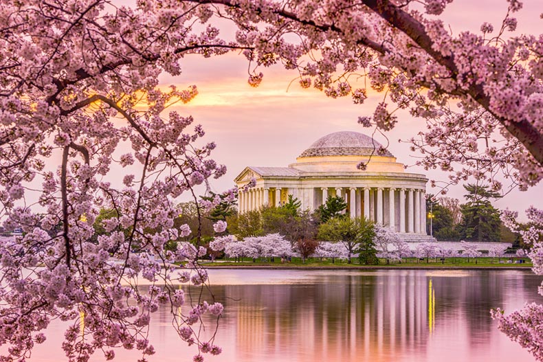 Washington, DC at the Tidal Basin and Jefferson Memorial during the spring cherry blossom season