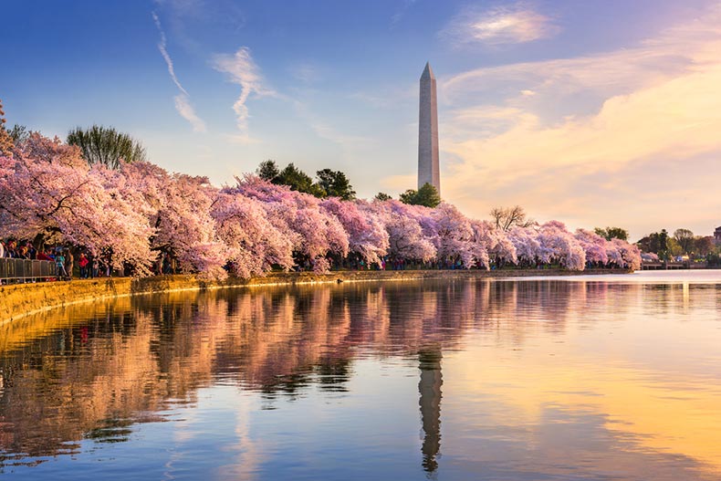 Washington DC at the tidal basin with Washington Monument in spring season