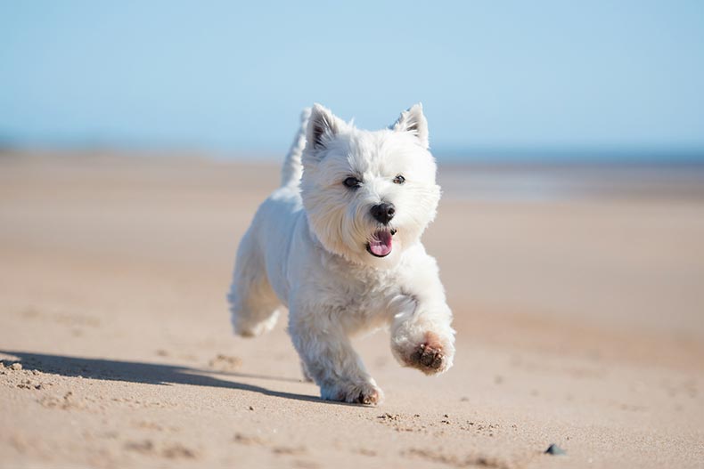 A West Highland White Terrier running on a sandy beach