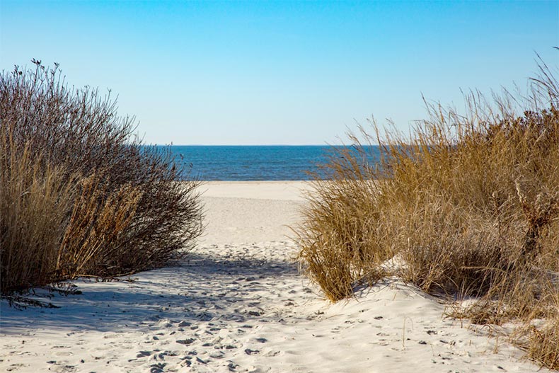 Grass along the beach in Cape May, New Jersey