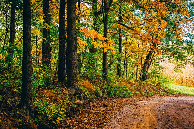 Autumn color along a dirt road in rural York County, Pennsylvania
