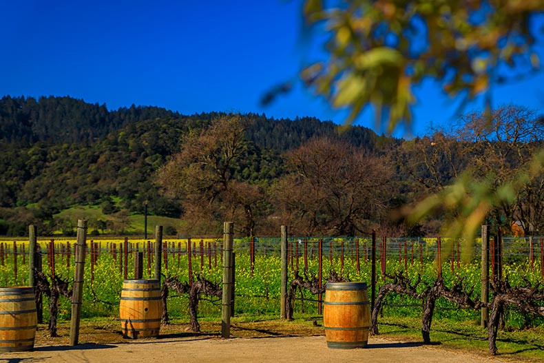 Photo of a vineyard and barrels in Yountville, Napa County, California