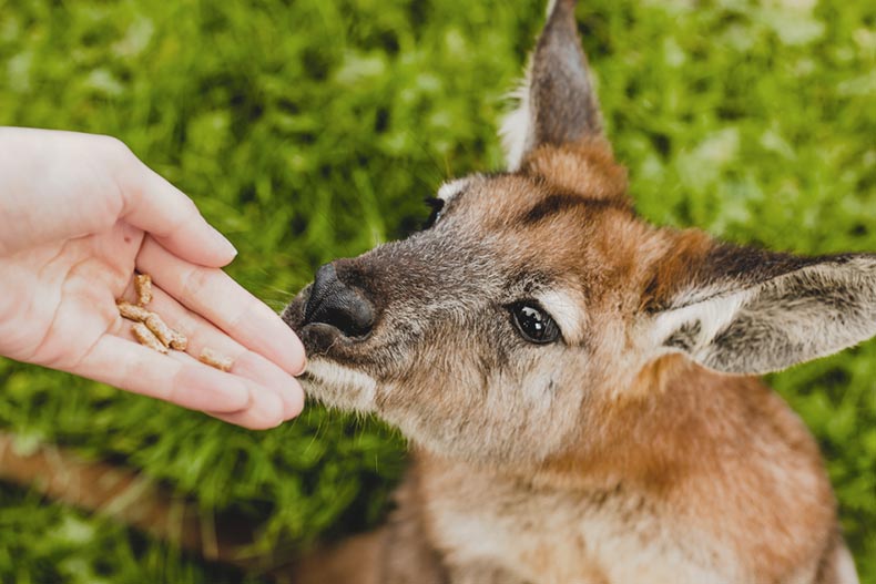 A hand offering food to a wallaby at a wildlife park